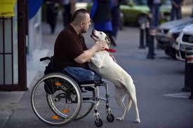 Disabled Person Plus Dog
