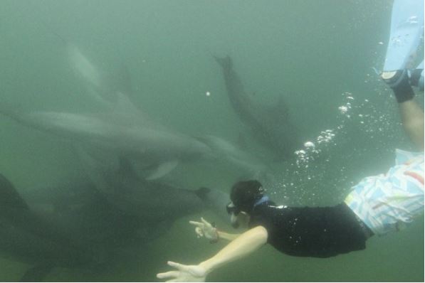 Dolphins