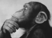 Thinking!