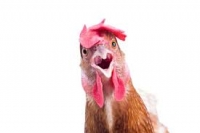 Chicken And Egg Tax Avoidance