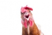 Chicken And Egg Tax Avoidance