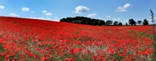 Armistice Day This Saterday